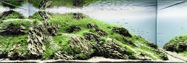 An aquascaper must design their aquascape well enough that the plants can thrive in the environment they create. The Nature Aquarium Style Aquascaping Love
