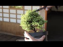 Giftblooms offers the wide range of beautiful bonsai plants for sale.send bonsai plants to canada online from the great collection as a birthday gift or anniversary gift or for any special day celebration. How To Make A Bonsai Tree From A Starter Kit Youtube
