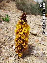 Image result for Cistanche tinctoria