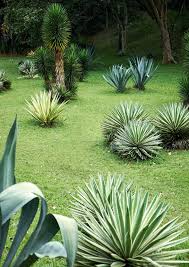 Aside from discipline, agave values critical thinking and innovation, which differentiate us from many competitors. Agaves More Than Just A Succulent Ecodesign