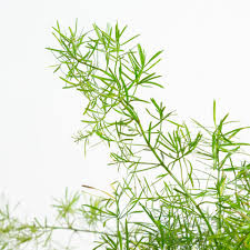 Image result for Asparagus schroederi