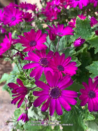 Cineraria: How To Grow And Care With Success