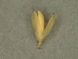 Image result for Urochloa villosa