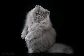 pin na doske persian cats