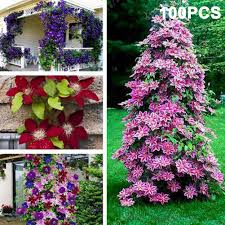 Check spelling or type a new query. Junshi11 100pcs Mixed Colors Clematis Bonsai Flower Seeds Home Outdoor Balcony Easily Grow Annual Temperate Planting Decoration Garden Gifts Clematis Seeds Buy Online In Nicaragua At Desertcart Ni Productid 208662132