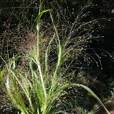Image result for Panicum brevifolium