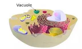 Once the cells are fully grown, they develop s. What Would Happen To A Plant Cell If The Cell Wall Is Not Present Quora