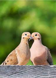 What Birds Mate For Life 8 Birds To Make You Believe In True Love Justbirding Com
