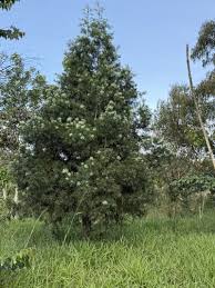 Image result for Afrocarpus usambarensis