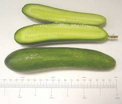 Image result for Cucumis sativus