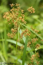 Image result for Rhynchospora corymbosa