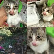 Bir Adi Bile Yok Ama Benim Icin O Bir Mucize 3 5 Aylik Prenses Satinalmasahiplen 24 Agustosta Yalovada Kedi Besleme Noktasinda Iiremcicek Buldu Cats Animals