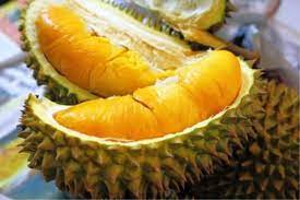 Sebenarnya, bagaimana asal usul durian ini? Info Sejarah Asal Usul Durian Musang Rahsia Pokok Subur Facebook