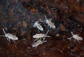 How do springtails look like? Spencer Pest Servicesspringtails Spencer Pest Services