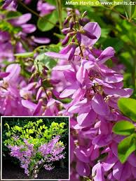 Image result for Indigofera kirkii