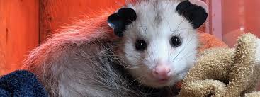 Maybe you would like to learn more about one of these? Virginia Opossum Ambassador Animal