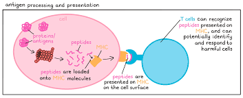 Image result for Antigen Processing