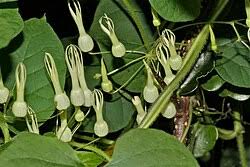 Image result for Neoschumannia