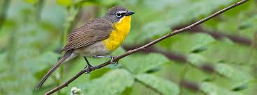 Bird That Sounds Like A Slide Whistle At Night Birds That Sing Chirp At Night 7 Of The Best Night Singers In The U S