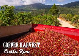 Coffee quickly became costa rica's most important crop, and in 1829 the country's coffee production overtook that of tobacco, sugar, and cacao to become the country's biggest export. Costa Rican Coffee History Best Beans Top Tours James Kaiser