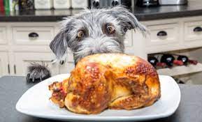 What To Do If Your Dog Will Only Eat Chicken