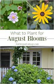 The species form has clusters of white flowers, but cultivars are available that offer flowers in many colors. What To Plant For August Blooms An Oregon Cottage