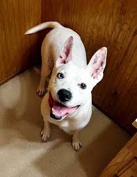 We did not find results for: Dog For Adoption Thor A Pit Bull Terrier Dalmatian Mix In Wauseon Oh Petfinder