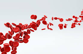 Image result for Red Blood Cell