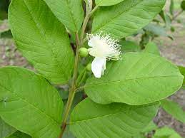 Thus, the main goal of this study was to regulate the guava tree inflorescence to give winter yield by inhibition of flower bud. Guava World Crops Database Tropical Fruits