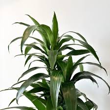 Image result for Dracaena laxissima