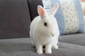 How Big Do Dwarf Rabbits Get With Size Comparison Chart