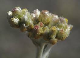 Image result for Pseudognaphalium luteo-album