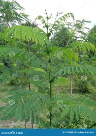 Image result for Albizia chinensis