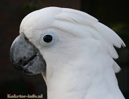 Goffin's cockatoos can live up to 40 years. The Senses Of A Cockatoo