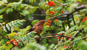Heimische gehölze sind wichtig für eine gesunde natur und sollten deshalb auch im garten ihren platz haben. Wilde Straucher Im Garten