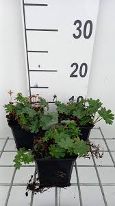 Image result for Geranium sanguineum Max Frei