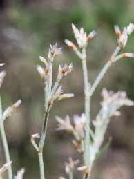 Image result for Polycarpaea