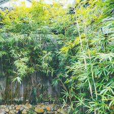 65 bamboo fence ideas for residential houses | garden ideas subscribe and view more diy garden project here. Garden Centres Urged To Place Written Warnings On Invasive Bamboo