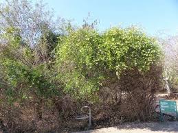 Image result for Maerua juncea