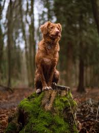 For more than a century in the little river district of yarmouth county in southwestern nova scotia, hunters have used tolling dogs. Adult Tan Nova Scotia Duck Tolling Retriever Hd Wallpaper Wallpaper Flare
