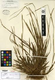 Image result for Setaria pseudaristata