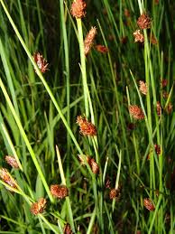 Image result for Fuirena welwitschii