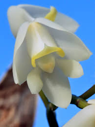 Image result for Polystachya virginea