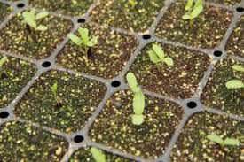 Growing Milkweed From Seed Theodore Payne Foundation