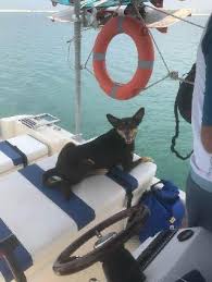 Searching to find answer for walmart vision center near me but everything is more complicated. Pet Daycare By Pet Sitters At Al Raha Beach Hayley S Day Care Petbacker Abu Dhabi