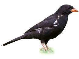 Image result for Buchnera affinis