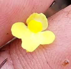 Image result for Utricularia subulata