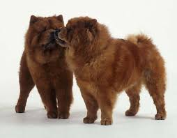 11 Of The World S Most Dangerous Dog Breeds Page 5 Of 11 Dailyforest Dog Breeds Socializing Dogs Chow Chow Puppy