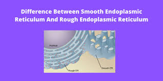 The smooth endoplasmic reticulum synthesizes lipids. Difference Between Smooth Endoplasmic Reticulum And Rough Endoplasmic Reticulum