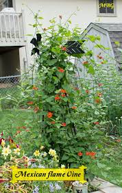 Good air circulation to reduce powdery mildew; Mexican Flame Vine Climbing Vine For Monarch Butterflies